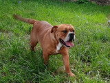 Bulldog Continental femelle LOF de septembre 2025 à vendre