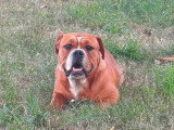Bulldog Continental femelle LOF de septembre 2025 à vendre