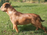 Bulldog Continental femelle LOF de septembre 2025 à vendre
