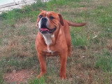 Bulldog Continental femelle LOF de septembre 2025 à vendre