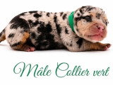 Portée American Bully 7 chiots non LOF nés en juin 2026 à réserver