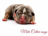 Portée American Bully 7 chiots non LOF nés en juin 2026 à réserver