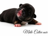 Portée American Bully 7 chiots non LOF nés en juin 2026 à réserver