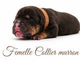 Portée American Bully 7 chiots non LOF nés en juin 2026 à réserver