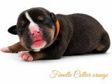Portée American Bully 7 chiots non LOF nés en juin 2026 à réserver