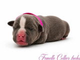 Portée American Bully 7 chiots non LOF nés en juin 2026 à réserver