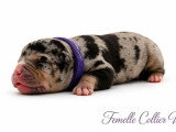 Portée American Bully 7 chiots non LOF nés en juin 2026 à réserver