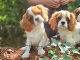 Chiot Cavalier King Charles mâle LOF né en mars 2026 à vendre