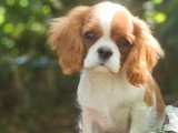 Chiot Cavalier King Charles mâle LOF né en mars 2026 à vendre