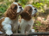 Chiot Cavalier King Charles mâle LOF né en mars 2026 à vendre