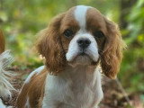 Chiot Cavalier King Charles mâle LOF né en mars 2026 à vendre