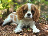 Chiot Cavalier King Charles mâle LOF né en mars 2026 à vendre