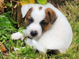 2 chiots mâles Jack Russell Terrier LOF nés en mai 2026 à réserver