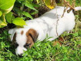 2 chiots mâles Jack Russell Terrier LOF nés en mai 2026 à réserver