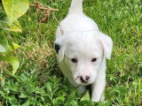2 chiots mâles Jack Russell Terrier LOF nés en mai 2026 à réserver
