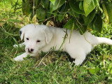 2 chiots mâles Jack Russell Terrier LOF nés en mai 2026 à réserver