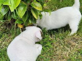 2 chiots mâles Jack Russell Terrier LOF nés en mai 2026 à réserver