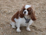 Femelle Cavalier King Charles disponible pour saillie