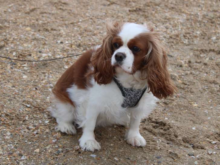 Femelle Cavalier King Charles disponible pour saillie