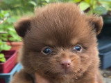 Réservation de 3 chiots Spitz Nain mâles non LOF nés en mai 2026