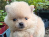 Réservation de 3 chiots Spitz Nain mâles non LOF nés en mai 2026