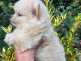 Réservation de 3 chiots Spitz Nain mâles non LOF nés en mai 2026