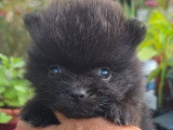 Réservation de 3 chiots Spitz Nain mâles non LOF nés en mai 2026
