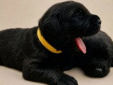 5 chiots Terre-Neuve LOF nés en juin 2026 à réserver