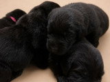 5 chiots Terre-Neuve LOF nés en juin 2026 à réserver