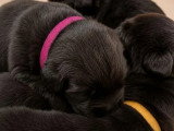 5 chiots Terre-Neuve LOF nés en juin 2026 à réserver