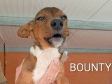 Bounty