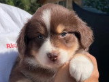 Portée de 10 chiots Berger Australien LOF nés en mai 2026 à vendre