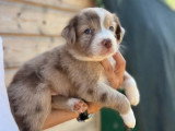 Portée de 10 chiots Berger Australien LOF nés en mai 2026 à vendre