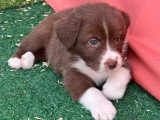 Portée de 10 chiots Berger Australien LOF nés en mai 2026 à vendre
