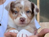Portée de 10 chiots Berger Australien LOF nés en mai 2026 à vendre