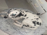 Chien adulte de type Dalmatien à vendre