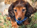 2 chiots Teckel Nain Poil Long mâles LOF nés en mai 2026 à vendre