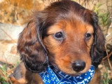 2 chiots Teckel Nain Poil Long mâles LOF nés en mai 2026 à vendre
