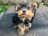 Chiot Yorkshire mâle à vendre non LOF né en mars 2026