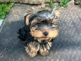 Chiot Yorkshire mâle à vendre non LOF né en mars 2026