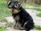 Chiot Yorkshire mâle à vendre non LOF né en mars 2026