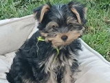 Chiot Yorkshire mâle à vendre non LOF né en mars 2026