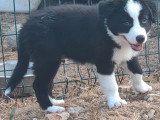 Portée de 2 chiots Border Collie non LOF nés en avril 2026 à vendre