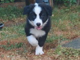 Portée de 2 chiots Border Collie non LOF nés en avril 2026 à vendre