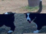 Portée de 2 chiots Border Collie non LOF nés en avril 2026 à vendre