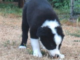 Portée de 2 chiots Border Collie non LOF nés en avril 2026 à vendre