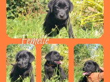 3 chiots femelles Labrador noires  non LOF à vendre