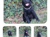 3 chiots femelles Labrador noires  non LOF à vendre