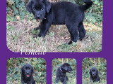 3 chiots femelles Labrador noires  non LOF à vendre