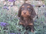 Trois chiots Teckel poil long non LOF à réserver